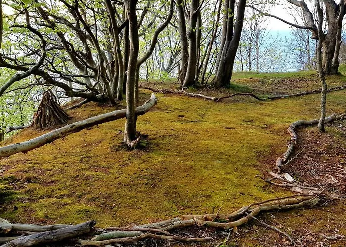 Leśna Ostoja Poddąbie
